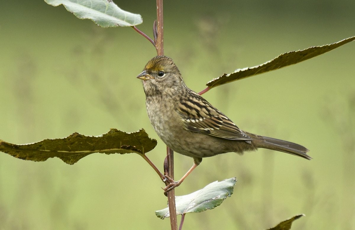 Golden-crowned Sparrow - ML646491982