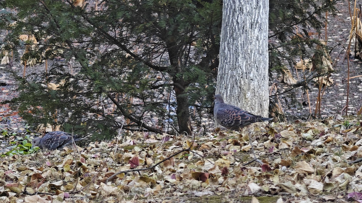 Oriental Turtle-Dove - ML646491983
