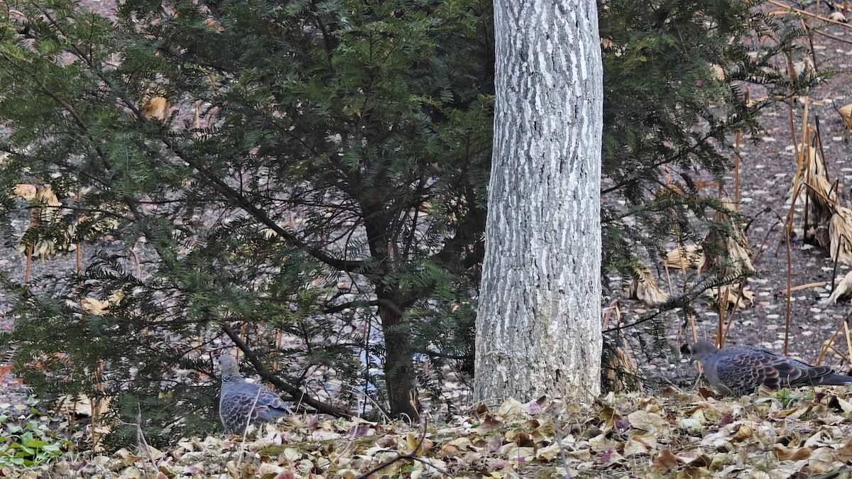 Oriental Turtle-Dove - ML646491984