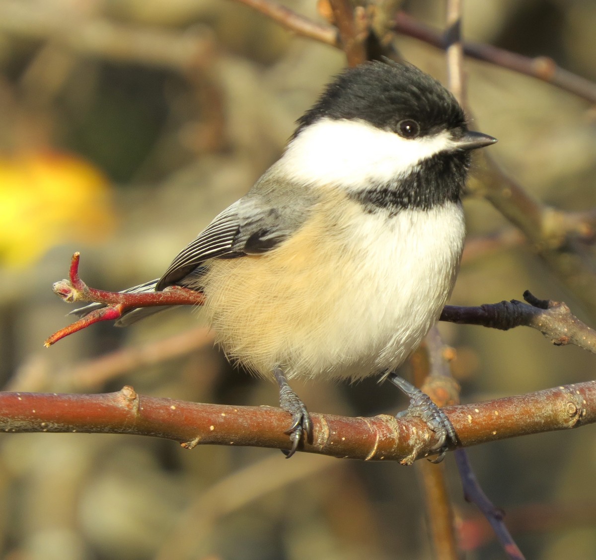 Black-capped Chickadee - ML646491985
