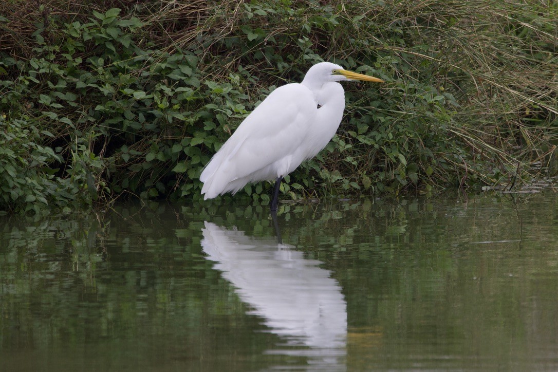 ダイサギ - ML646491986