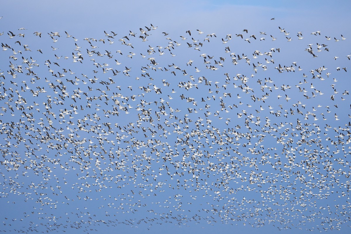 Гуска біла - ML646491987