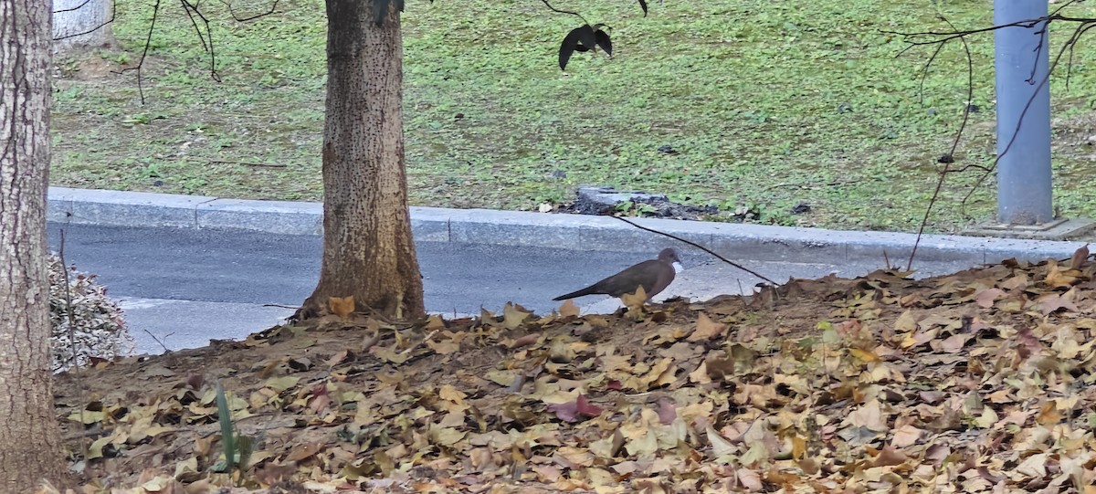 Spotted Dove - ML646491989