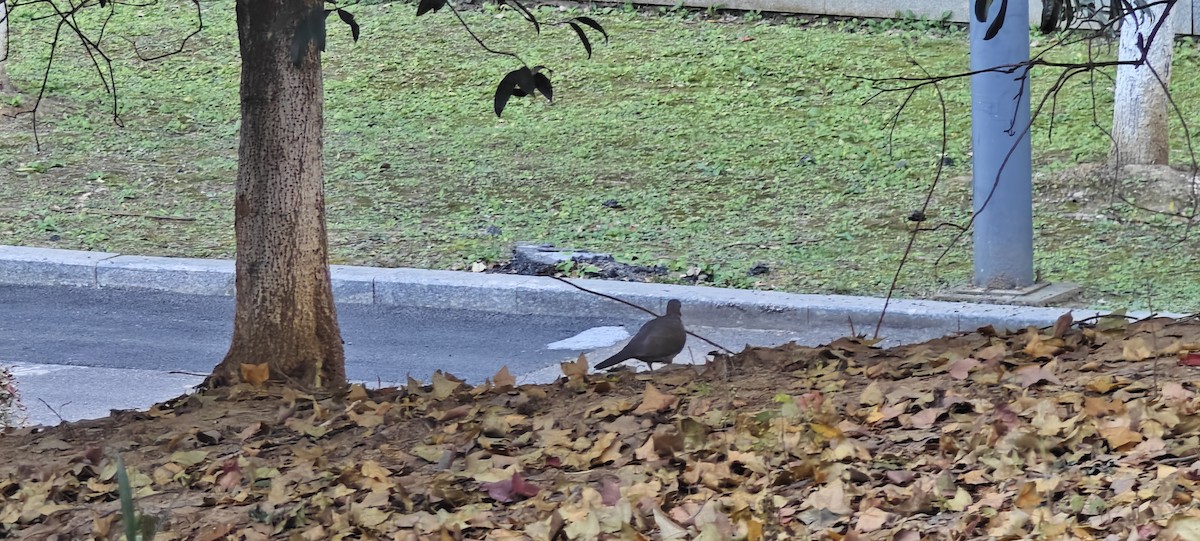 Spotted Dove - ML646491990