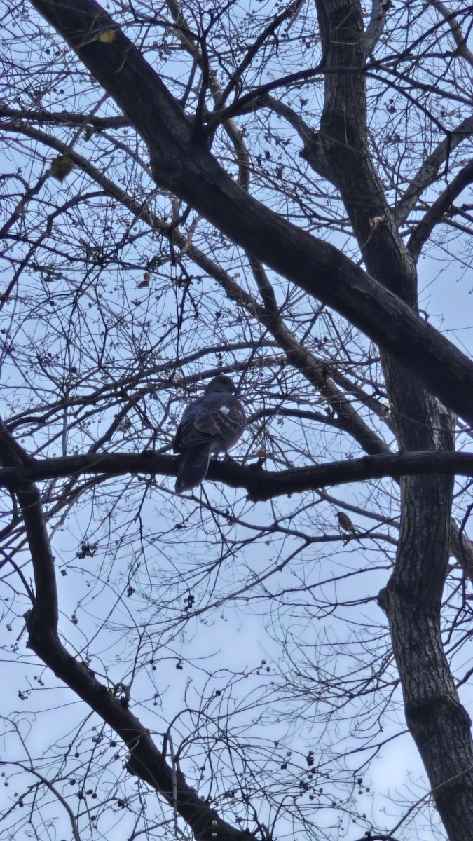 Oriental Turtle-Dove - ML646491991