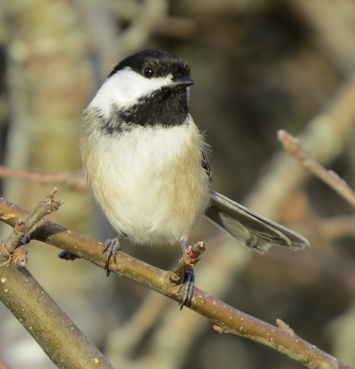 Black-capped Chickadee - ML646491993