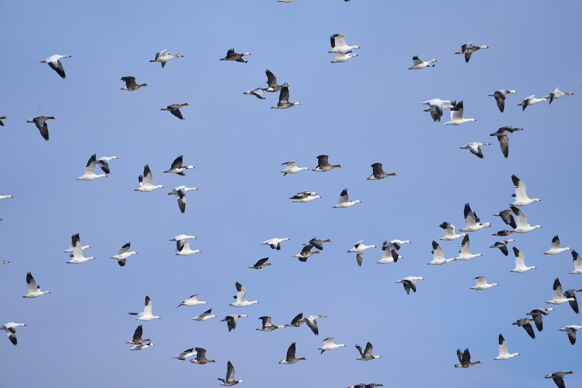 Гуска біла - ML646491994