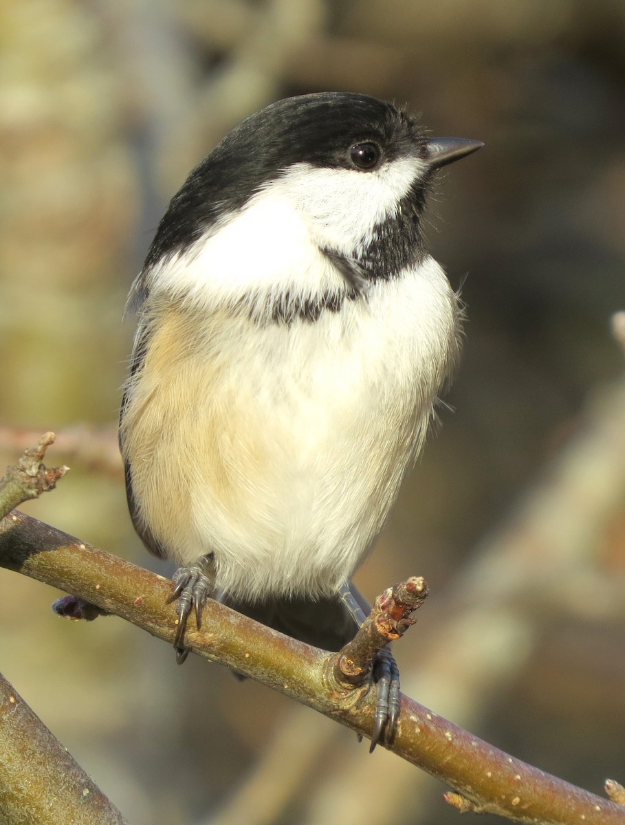 Black-capped Chickadee - ML646491996