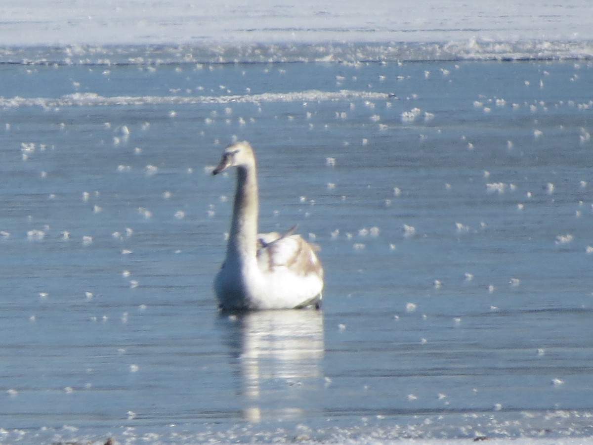 Лебідь-шипун - ML646491997