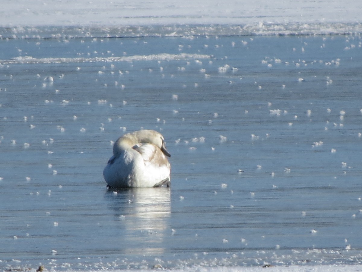 Лебідь-шипун - ML646491998
