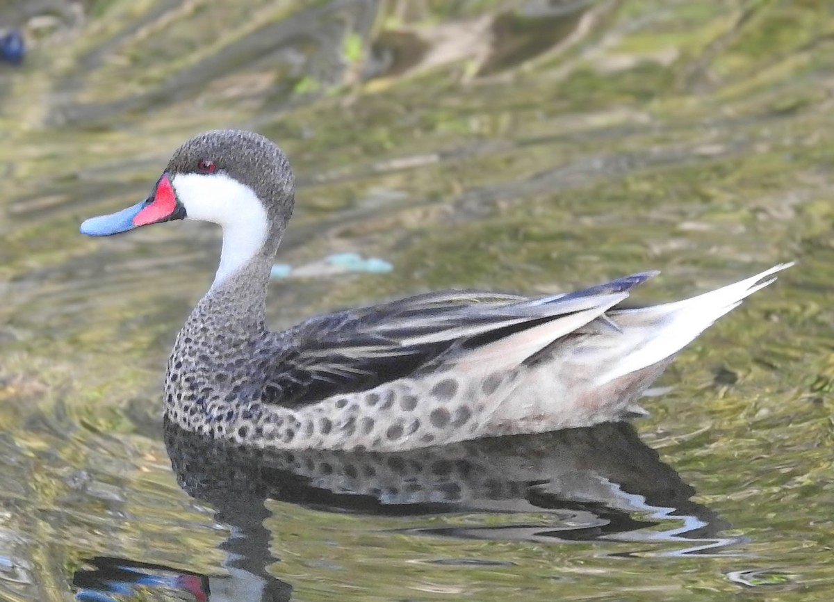 White-cheeked Pintail - ML646492007