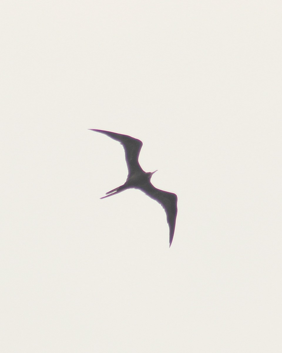 Magnificent Frigatebird - ML646492011