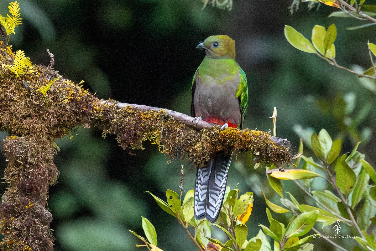Resplendent Quetzal (Costa Rican) - ML646492013