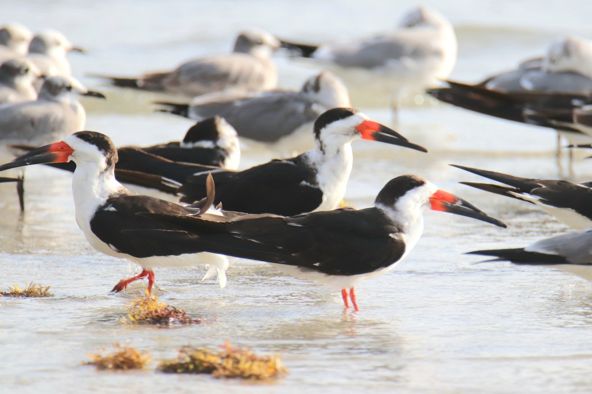 Black Skimmer - ML646492015