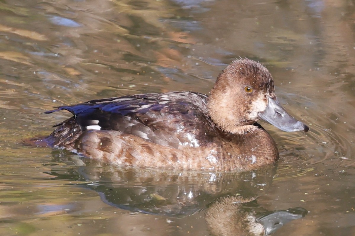 Murgilari txikia - ML646492027