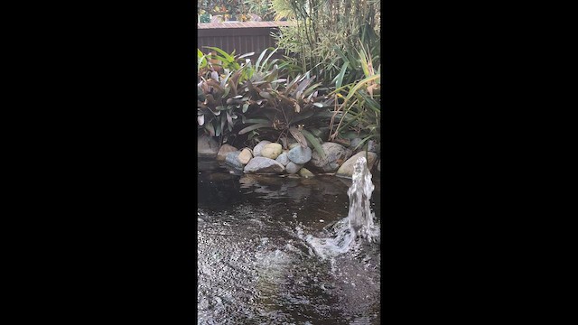 Горихвостковая древесница - ML646492028