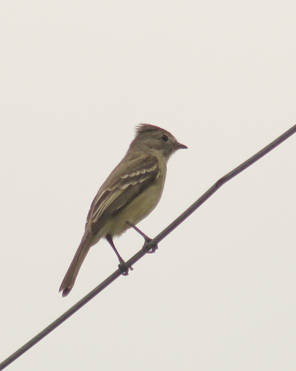 Желтобрюхая эления - ML646492029