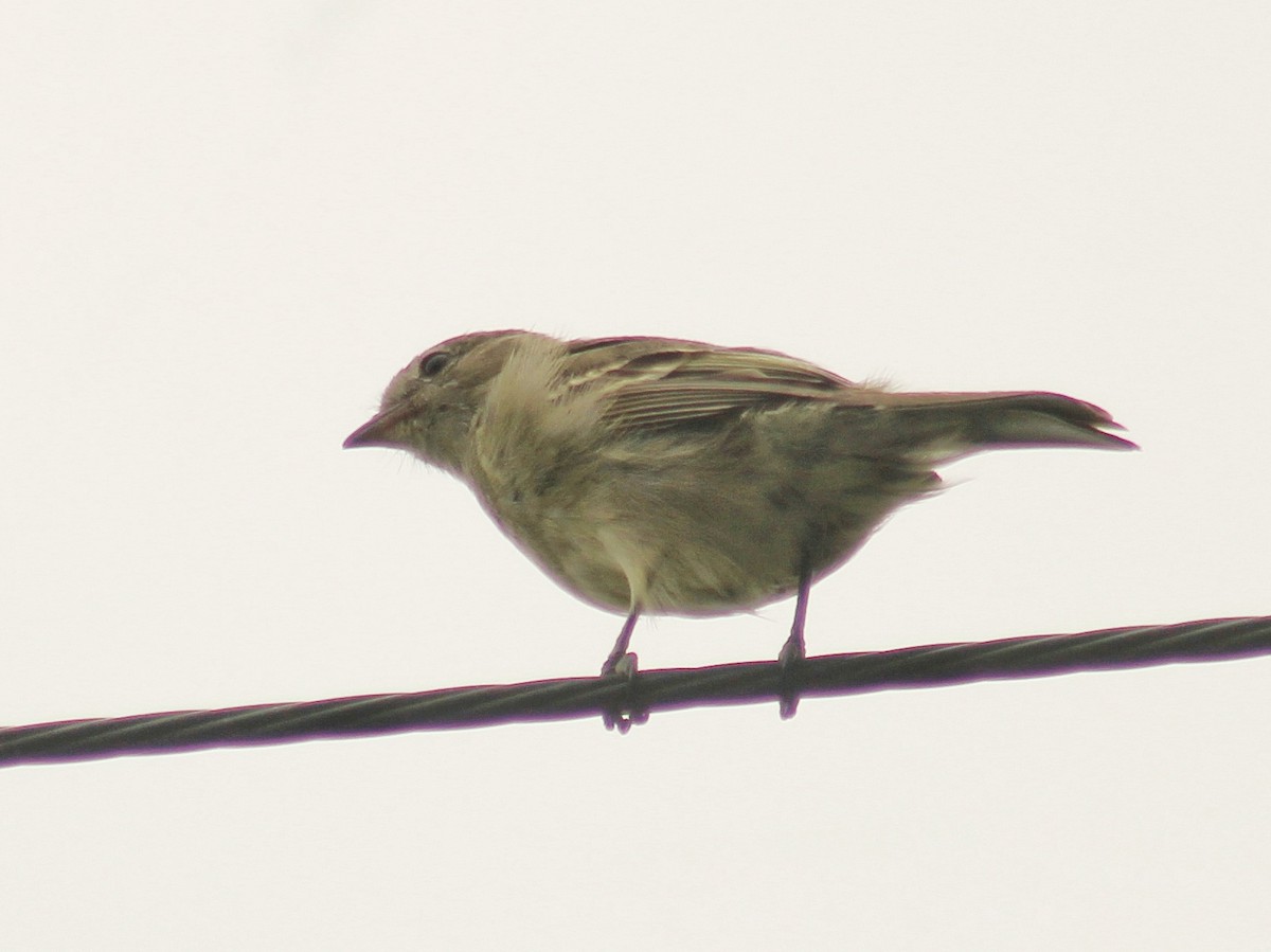 Желтобрюхая эления - ML646492030