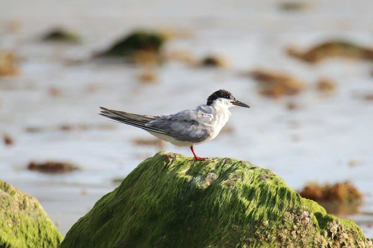 Forster's Tern - ML646492031