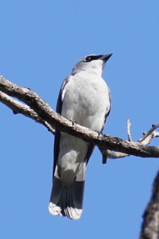 White-bellied Cuckooshrike - ML646492032