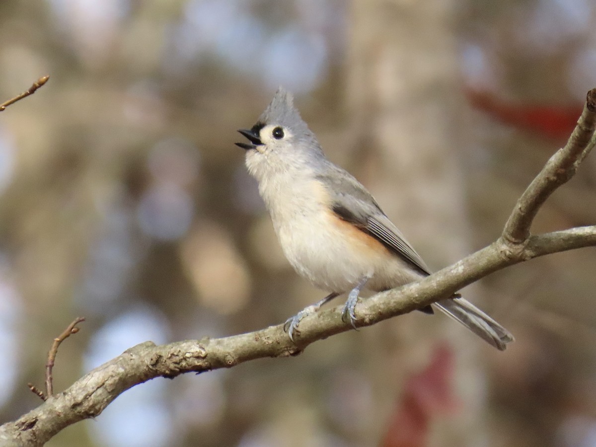 Tufted Titmouse - ML646492033