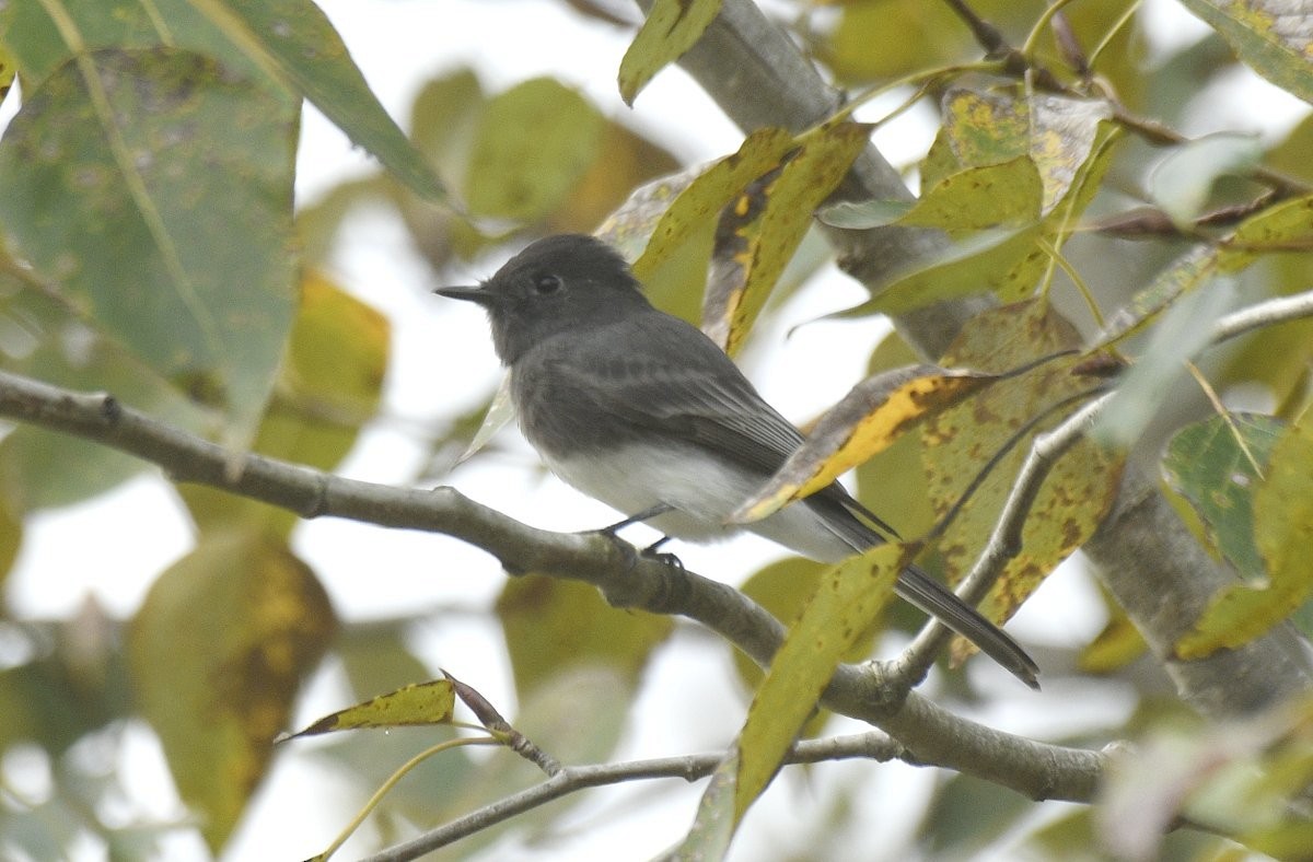Black Phoebe - ML646492034