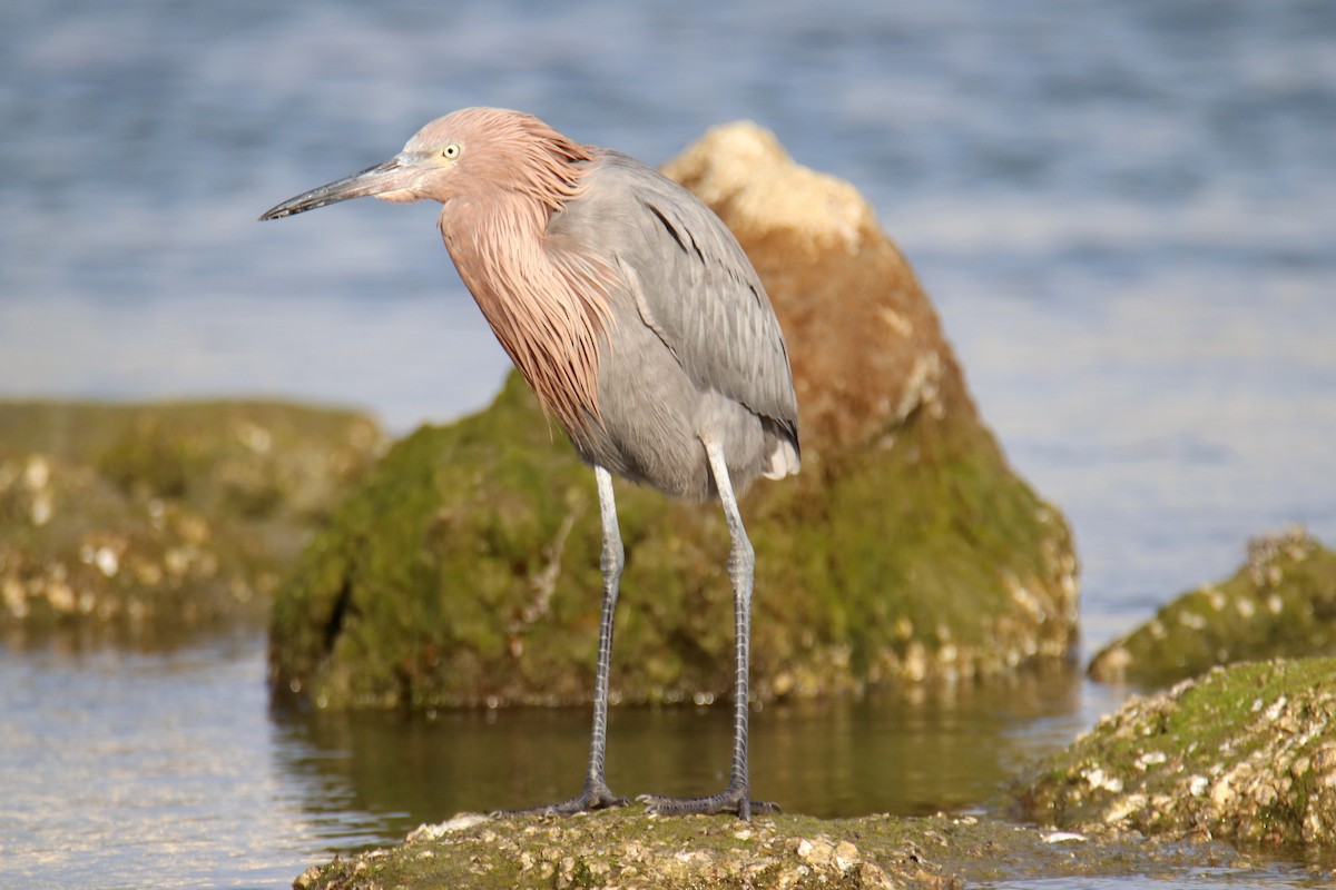 Reddish Egret - ML646492037