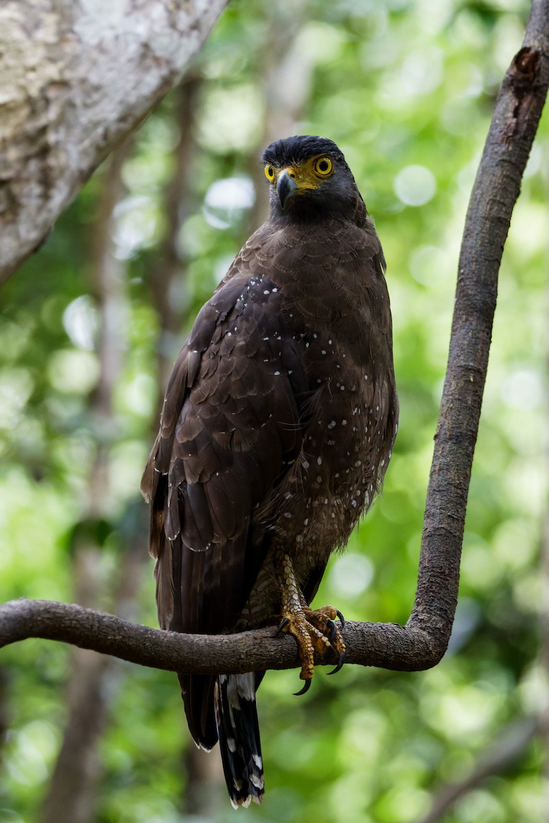 Culebrera Chiíla - ML646492039