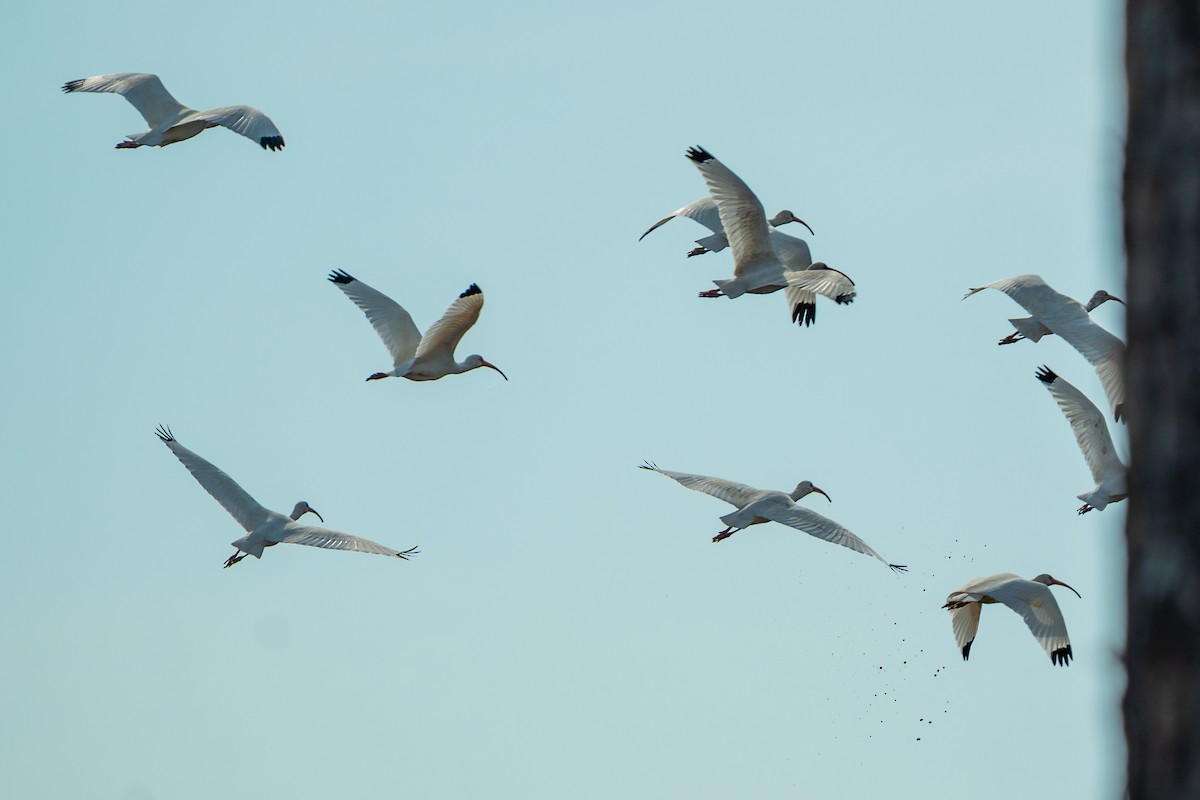 Ak Aynak - ML646492042