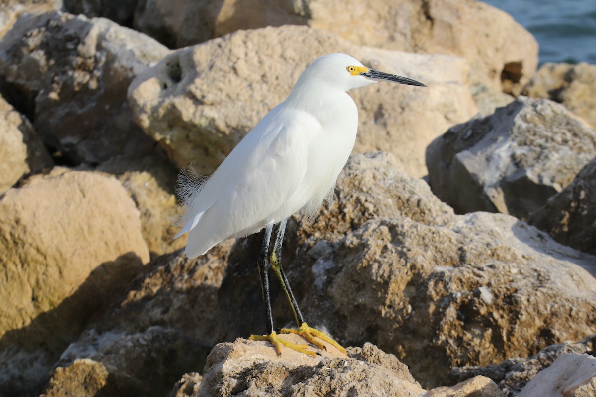 Snowy Egret - ML646492043