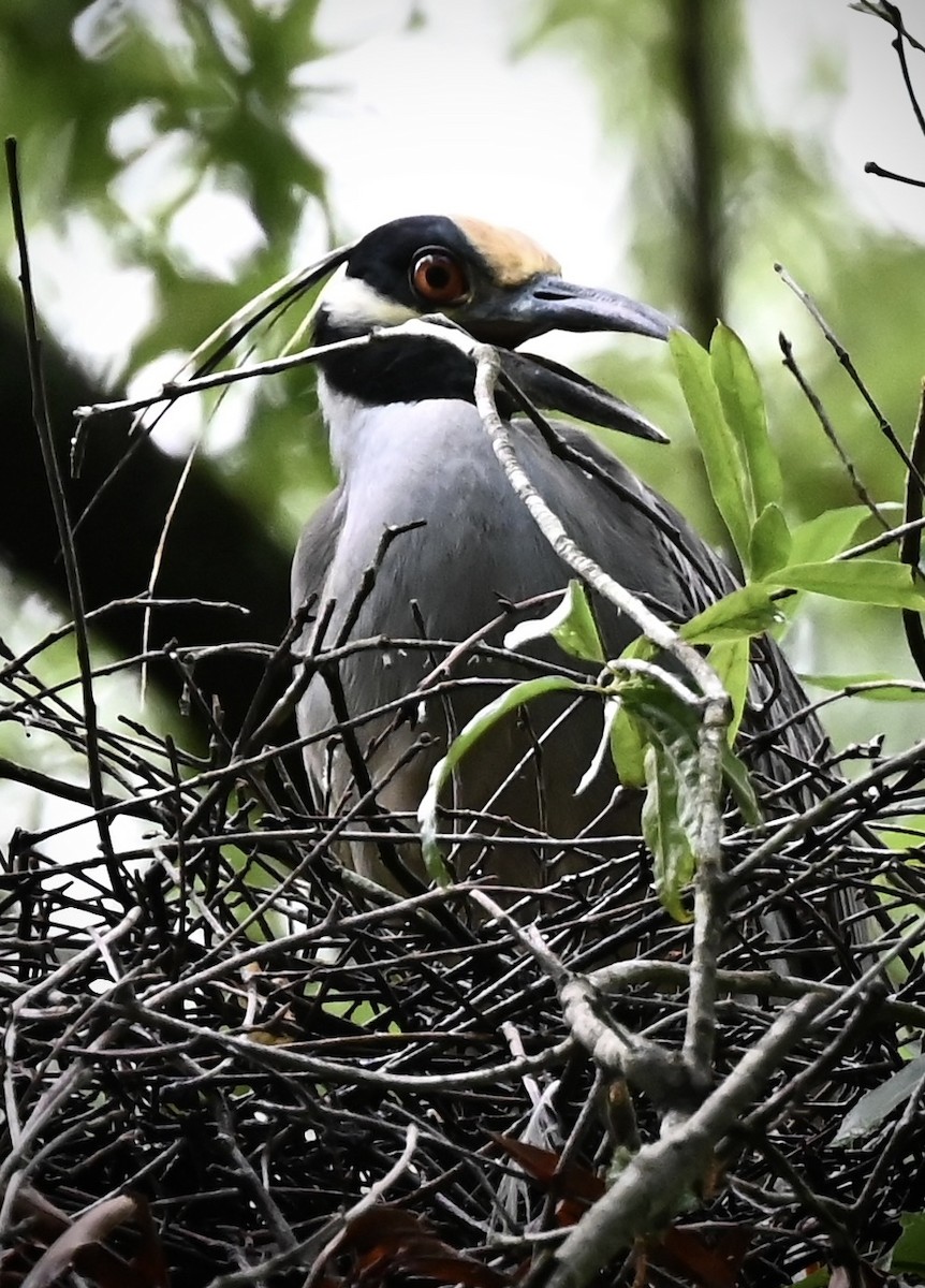 Sarı Tepeli Gece Balıkçılı - ML646492044