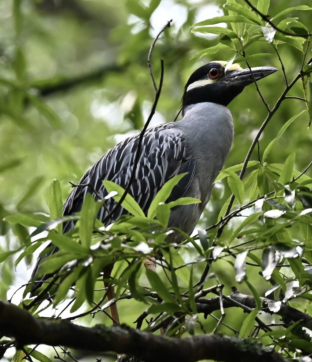 Sarı Tepeli Gece Balıkçılı - ML646492045