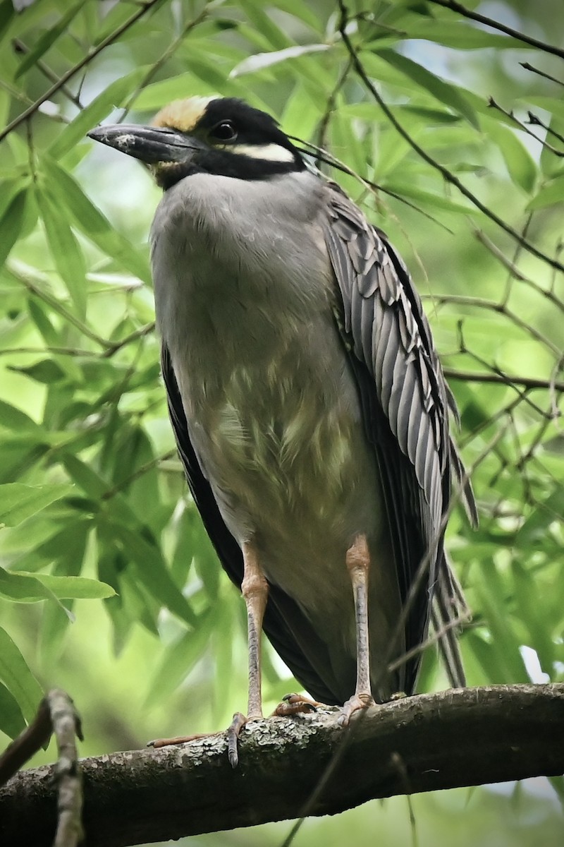 Sarı Tepeli Gece Balıkçılı - ML646492046