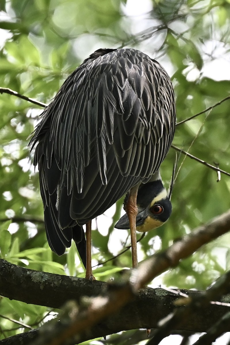 Sarı Tepeli Gece Balıkçılı - ML646492047