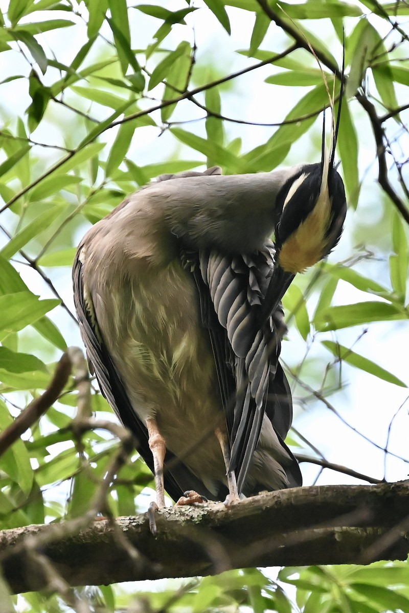 Sarı Tepeli Gece Balıkçılı - ML646492049