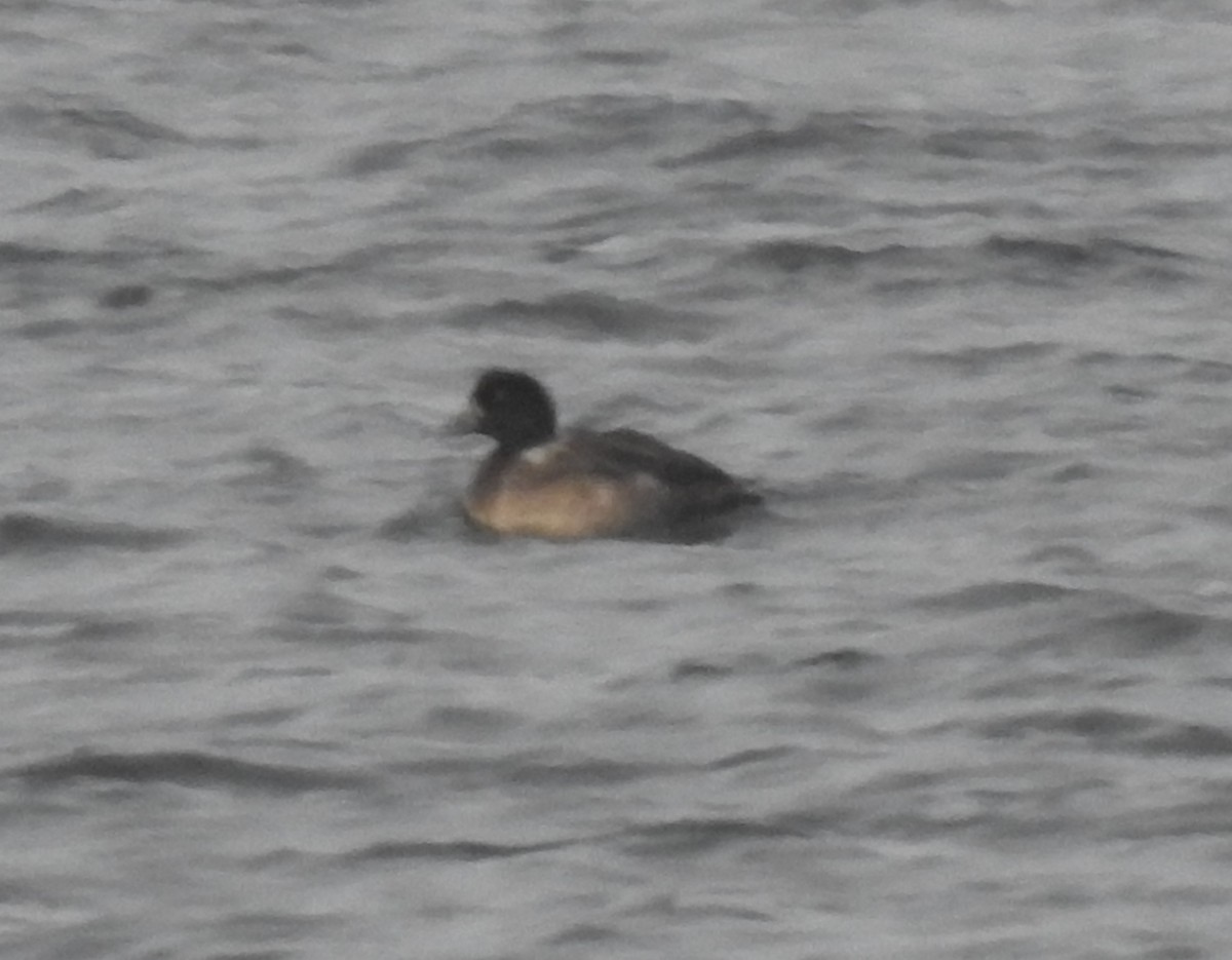 Greater Scaup - ML646492050