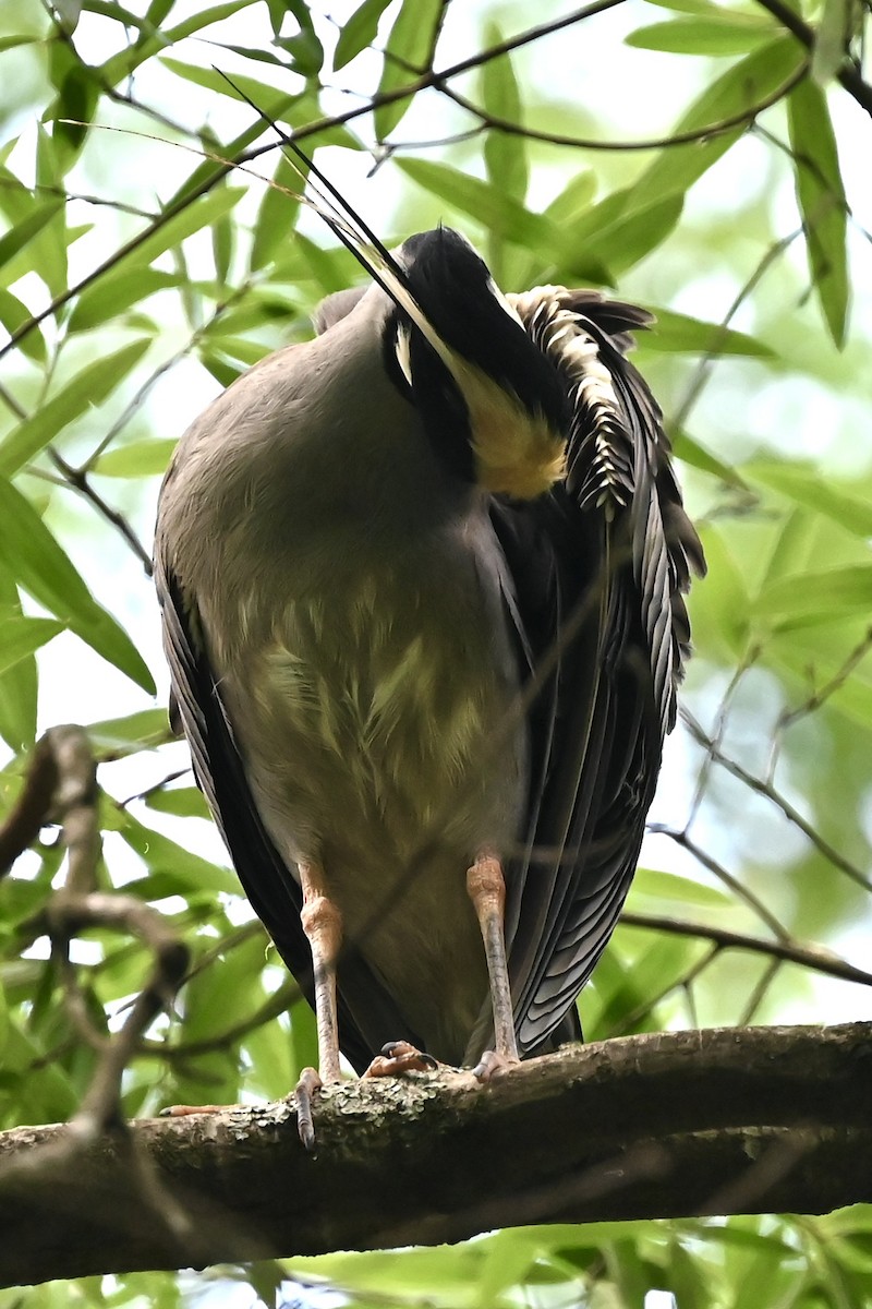 Sarı Tepeli Gece Balıkçılı - ML646492051