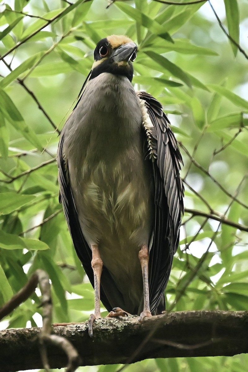 Sarı Tepeli Gece Balıkçılı - ML646492052