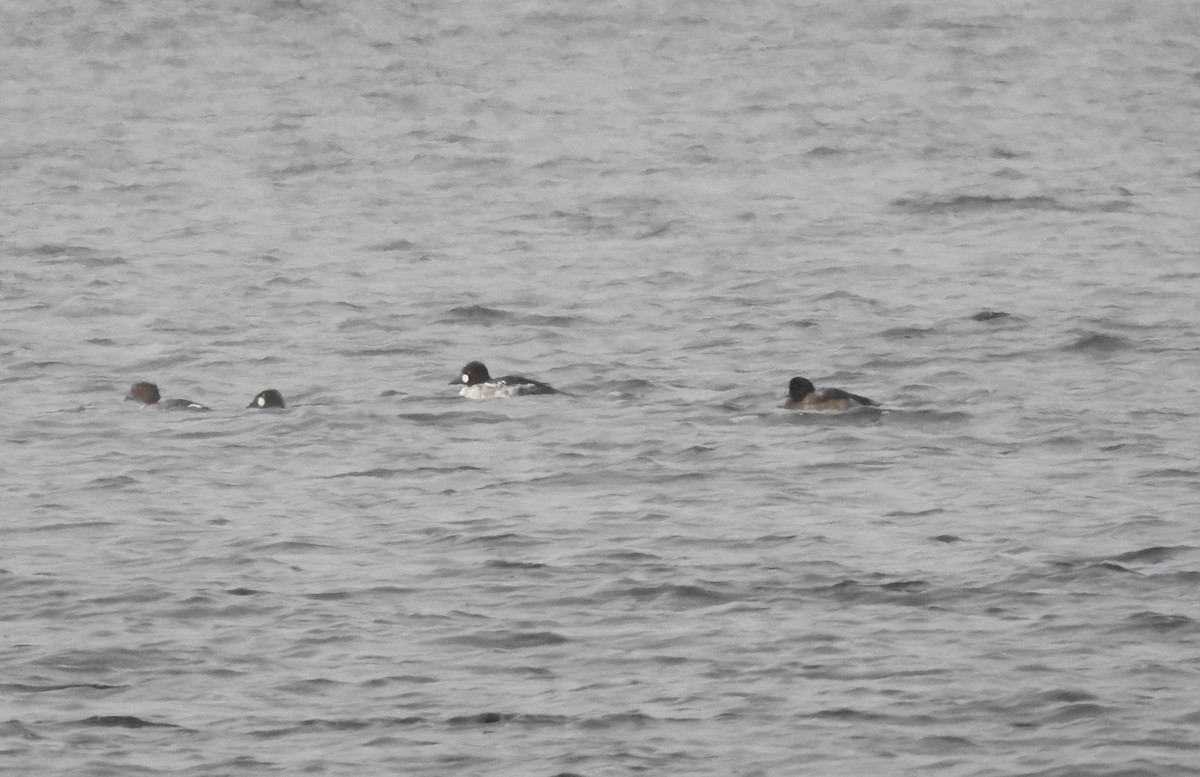 Greater Scaup - ML646492053