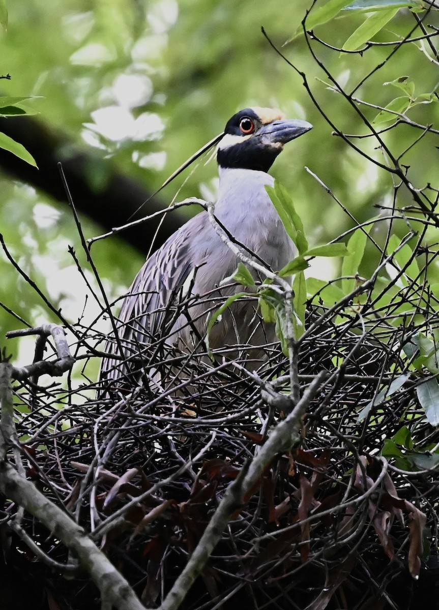 Sarı Tepeli Gece Balıkçılı - ML646492054