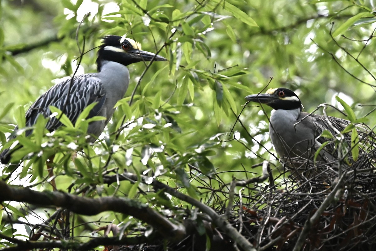 Sarı Tepeli Gece Balıkçılı - ML646492055