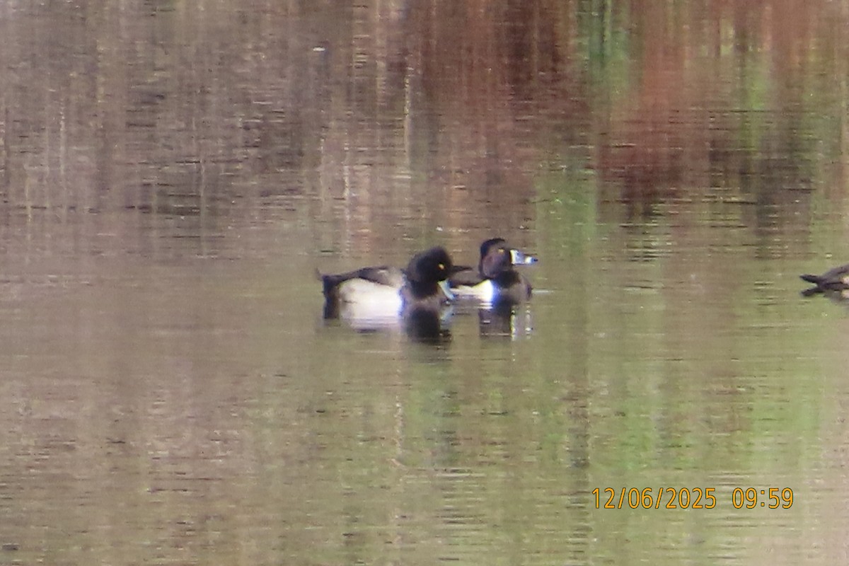 Ring-necked Duck - ML646492056
