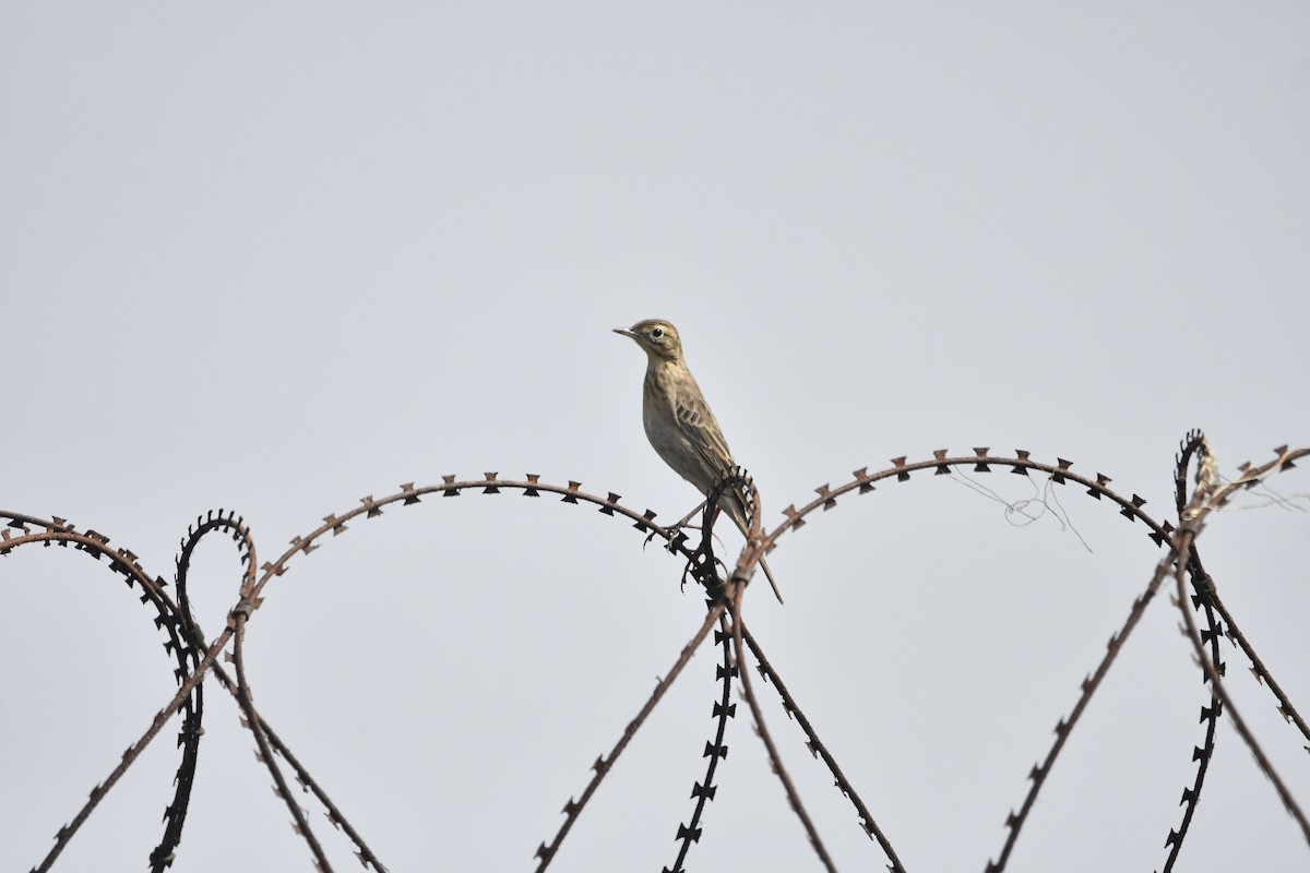 Щеврик азійський - ML646492058