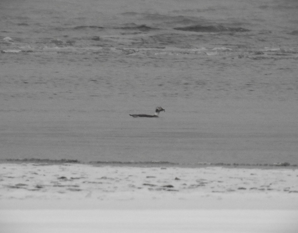 Long-tailed Duck - ML646492060