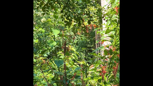 Банановая кареба, сахарная цветочница (bahamensis) - ML646492061