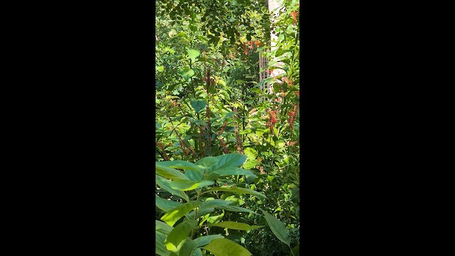 Банановая кареба, сахарная цветочница (bahamensis) - ML646492062