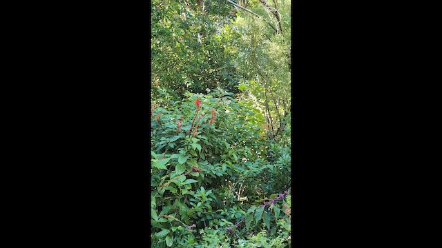 Банановая кареба, сахарная цветочница (bahamensis) - ML646492065