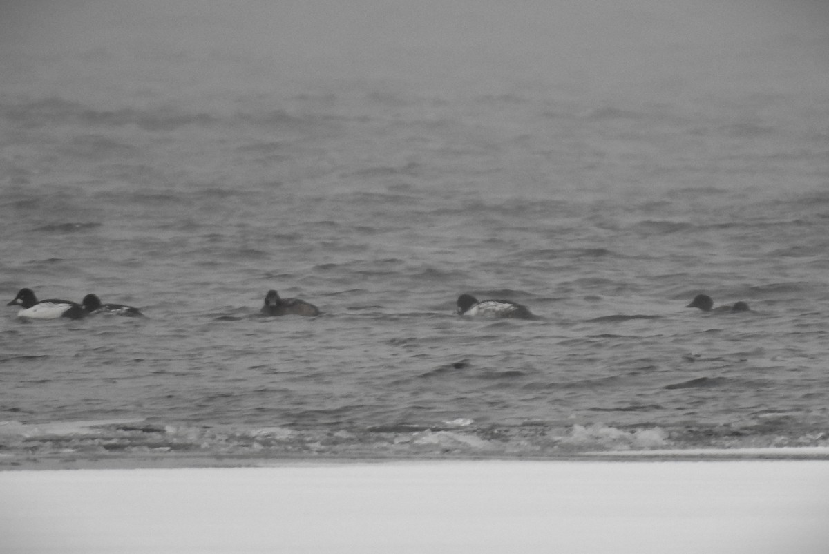 Common Goldeneye - ML646492066