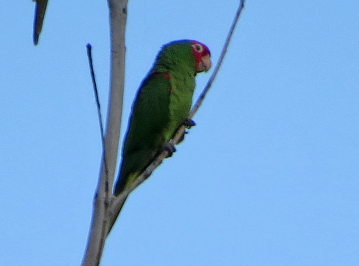 Red-masked Parakeet - ML646492067