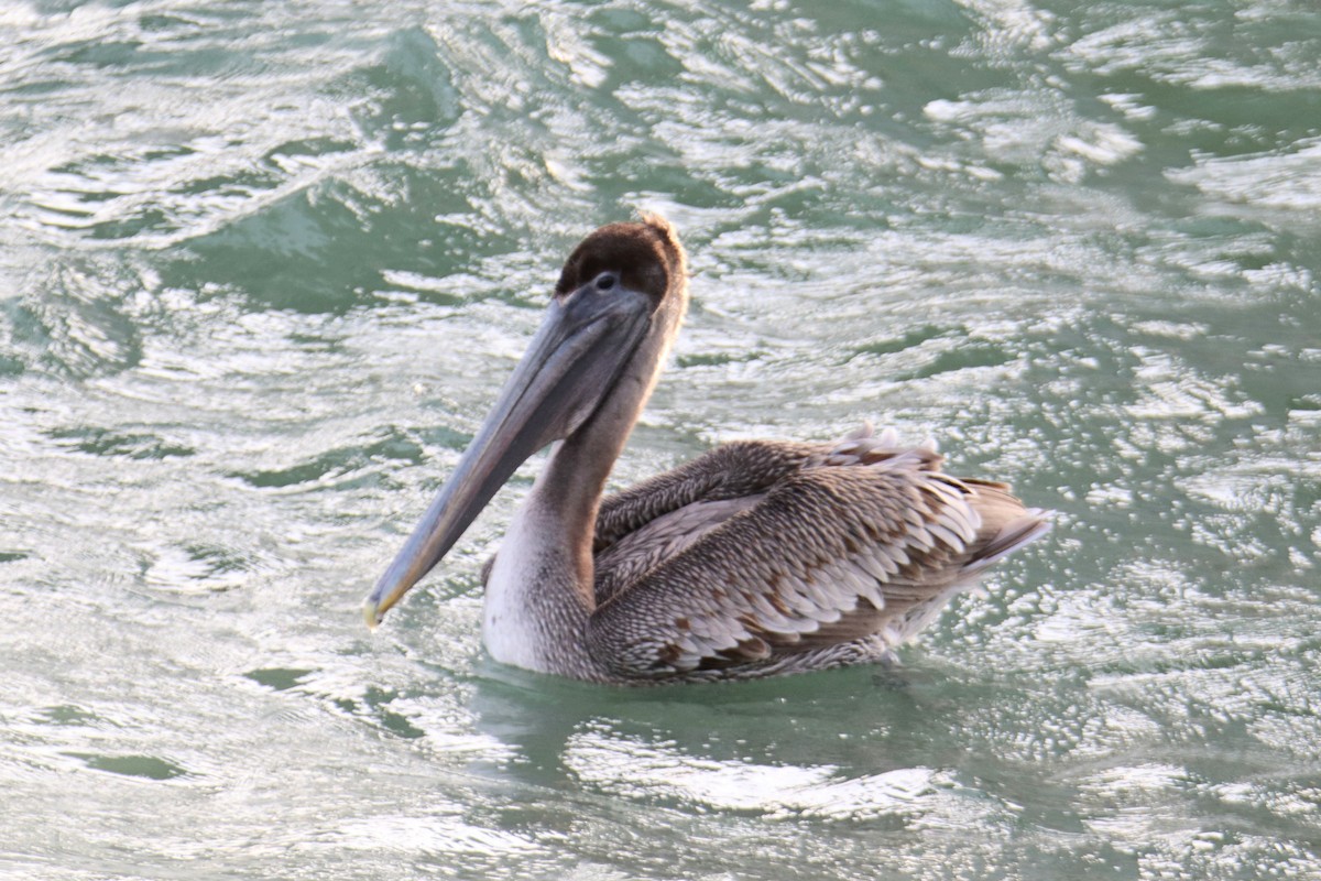 Brown Pelican - ML646492068